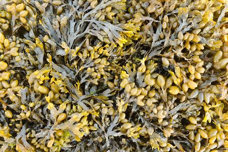 the algae created patterns of the beaches