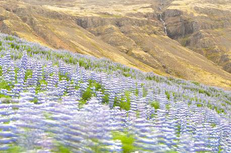 lupine flowers as a far as the eye color the volcanic soils of iceland