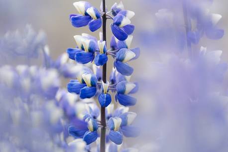 lupine flowers as a far as the eye color the volcanic soils of iceland