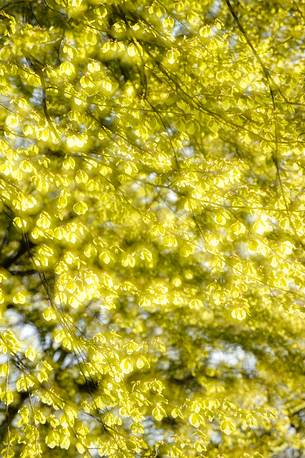 the green of the beech leaves in backlight