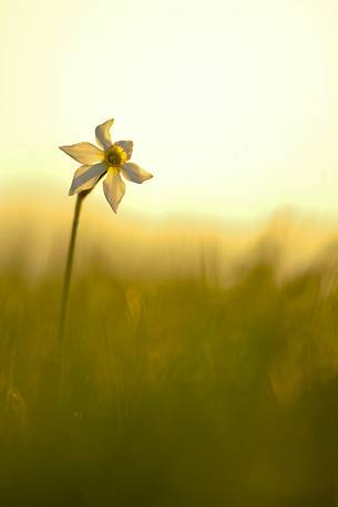 the elegance of backlight daffodil in the dawn
