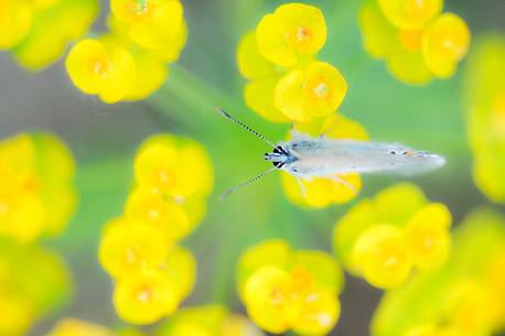 butterfly attracted by the colors of spring flowers