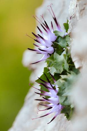 the flowering of the buttercop embellishes the rocks