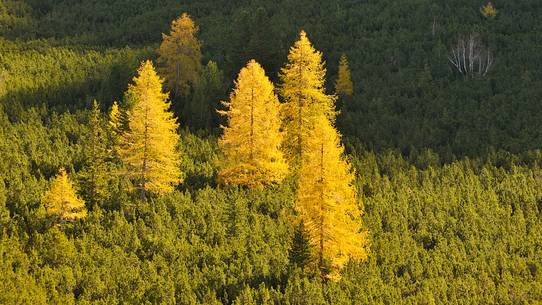 the gold of larchs in autumn embellishes the woods