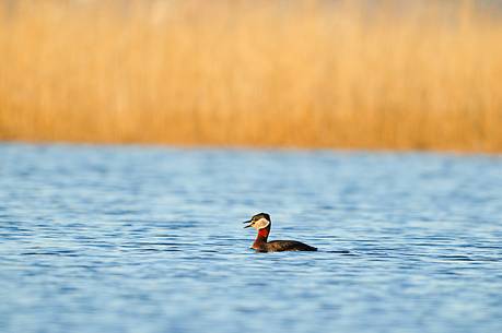 the rare red necked grebe has here its breeding area to the west