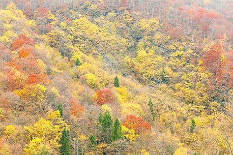 The mixed forest in autumn wears his best dress