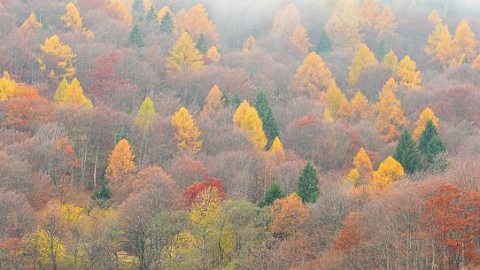 The mixed forest in autumn wears his best dress