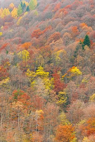 The mixed forest in autumn wears his best dress