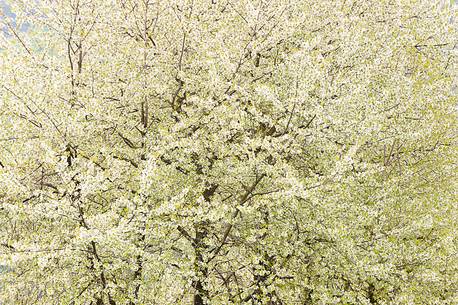 The flowering of wild cherry color of white the wood