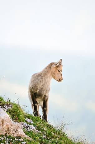 The small ibex is already immediately at ease on steep ledges of the moiuntains The small ibex is already immediately at ease on steep ledges of the moiuntains