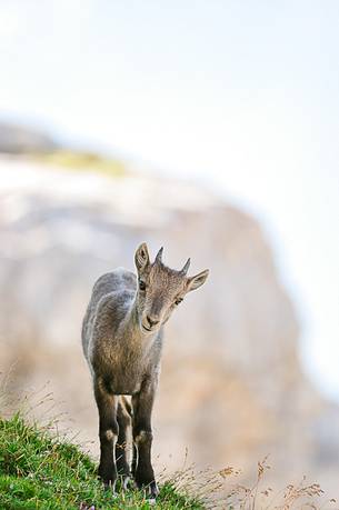 The small ibex is already immediately at ease on steep ledges of the moiuntains