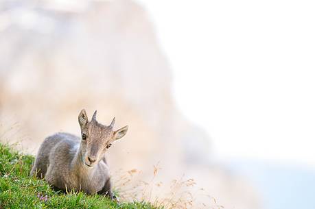 The small ibex is already immediately at ease on steep ledges of the moiuntains The small ibex is already immediately at ease on steep ledges of the moiuntains