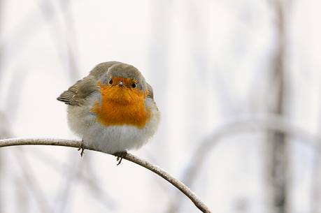 The brave robin does not intimidate the cold winter