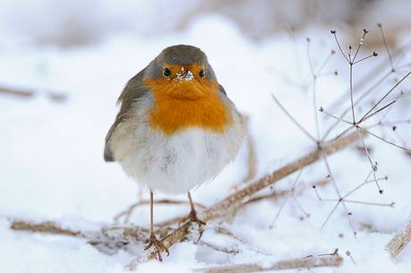 The brave robin does not intimidate the cold winter