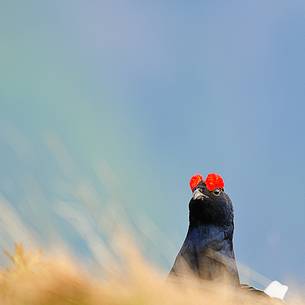 The male grouse oversees the leek 