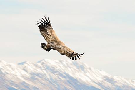 the gliding of the Griffon, in the background of snowy Julian Alps