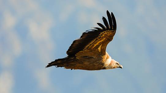 the gliding of the Griffon, in the background of Julian Alps the gliding of the Griffon, in the background of Julian Alps
