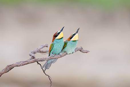 The Bee-eaters, from Africa, are the most colorful birds in our avifauna The Bee-eaters, from Africa, are the most colorful birds in our avifauna