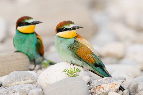 The Bee-eaters, from Africa, are the most colorful birds in our avifauna The Bee-eaters, from Africa, are the most colorful birds in our avifauna