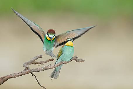 The Bee-eaters, from Africa, are the most colorful birds in our avifauna The Bee-eaters, from Africa, are the most colorful birds in our avifauna