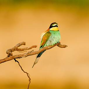 The Bee-eaters, from Africa, are the most colorful birds in our avifauna The Bee-eaters, from Africa, are the most colorful birds in our avifauna