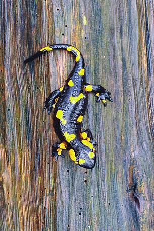 During wet weather the salamandra  colors undergrowth