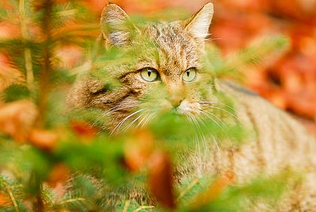 The Wildcat, elusive predator of the forest