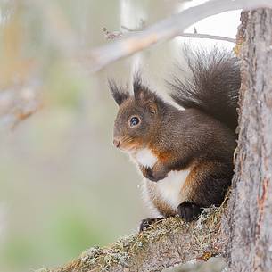 The squirrel, the elves of the woods