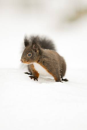 The squirrel, the elves of the woods