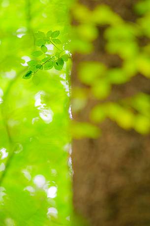 Within the forest gaze can wander in search of small details