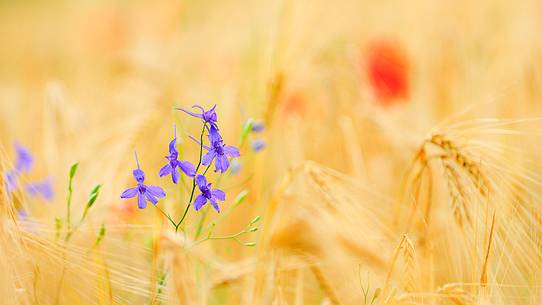 The spontaneous flowering makes plans Castellucio Norcia a show not to be missed