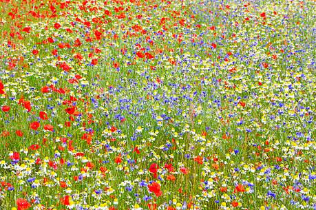 The spontaneous flowering makes plans Castellucio Norcia a show not to be missed