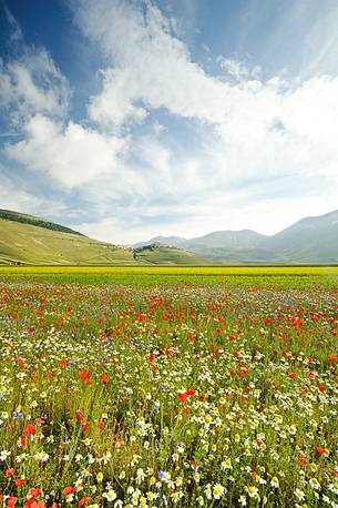 The spontaneous flowering makes plans Castellucio Norcia a show not to be missed