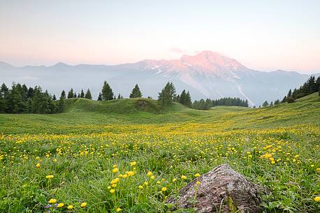 The mount Bivera emerges dawn behind a spectacular bloom of yellow buttercups