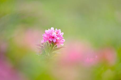 The blooming of rodedendron cloaked alpine pastures