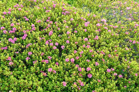 The blooming of rodedendron cloaked alpine pastures