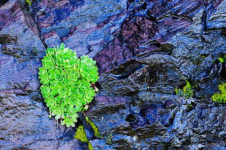 La natura da dimostrazione della forza della vita tra le rocce