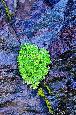 La natura da dimostrazione della forza della vita tra le rocce