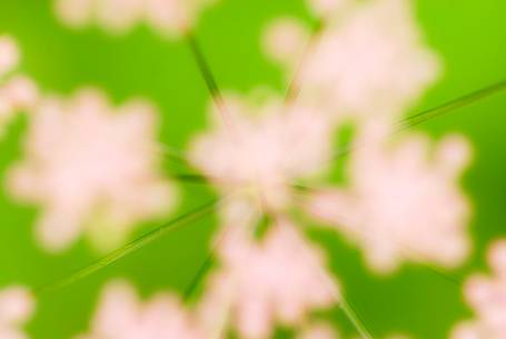 The flowers of the Umbelliferae create abstract designs