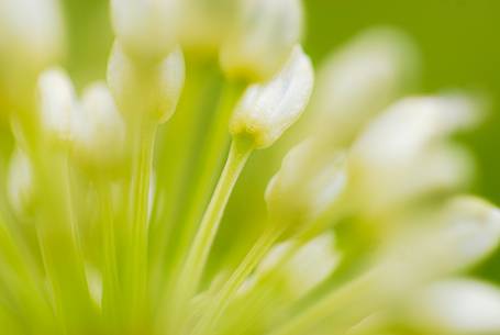 The inflorescence of the wild garlic smells the undergrowth