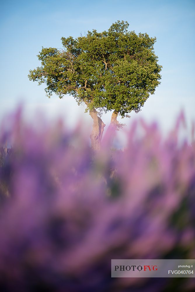 A solitary tree in a field of lavender, Valensole, Provence, France, Europe
