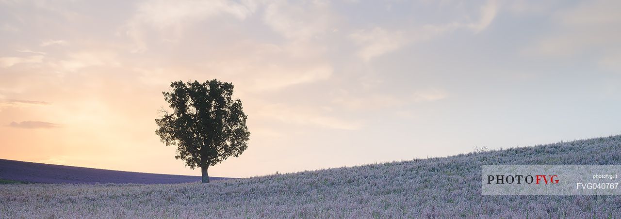 A solitary tree in the flowering meadow of Provence at dawn, Valensole, Provence, France, Europe