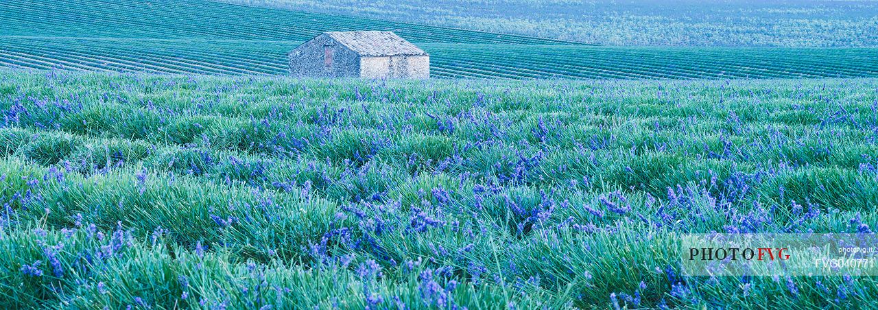 A solitary house in the field of lavender, Valensole, Provence, France, Europe