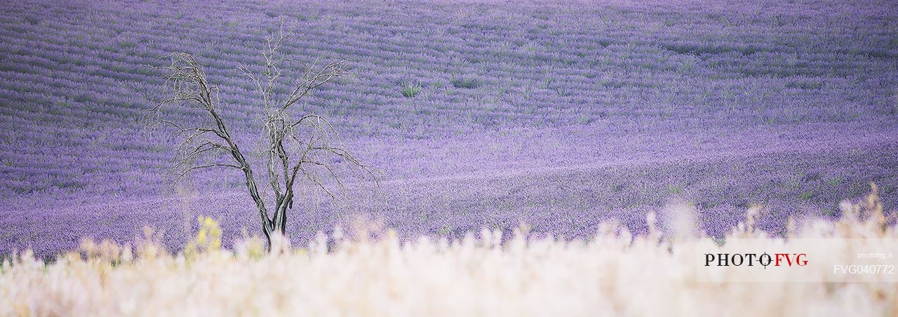 A solitary and dead tree stays between two field of flowers and lavender, Valensole, Provence, France, Europe
