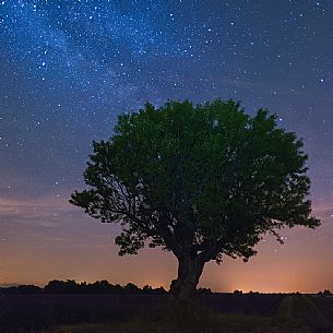 A night vision of a solitary tree in field of lavender in Provence, Valensole, France, Europe