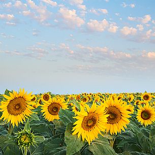 The florescence of sunflowers in a warm summer landscape of Provence, Valensole, France, Europe