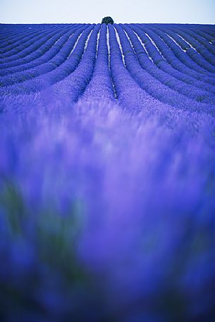 A solitary tree in a field of lavender in Provence creates some interesting games of geometries and color, Valensole, Provence, France, Europe