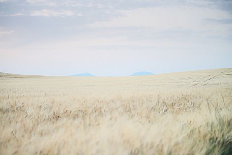 Ripe wheat field in Provence, Valensole, Provence, France, Europe