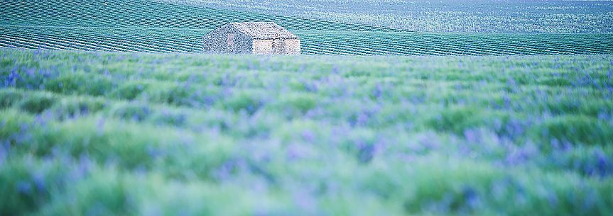 A solitary house in the field of lavender, Valensole, Provence, France, Europe