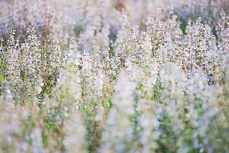 Clary sage field, Vaensole, Provence, France, Europe